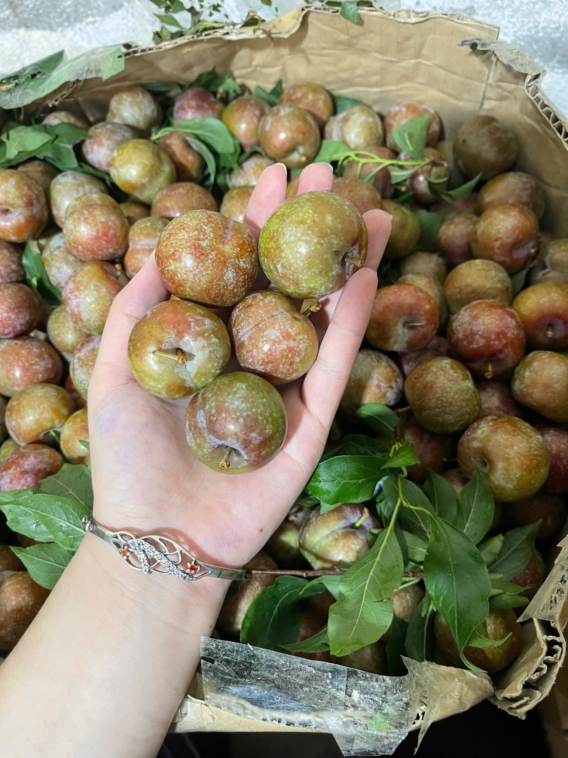 Hình ảnh 1kg Mận Hậu
