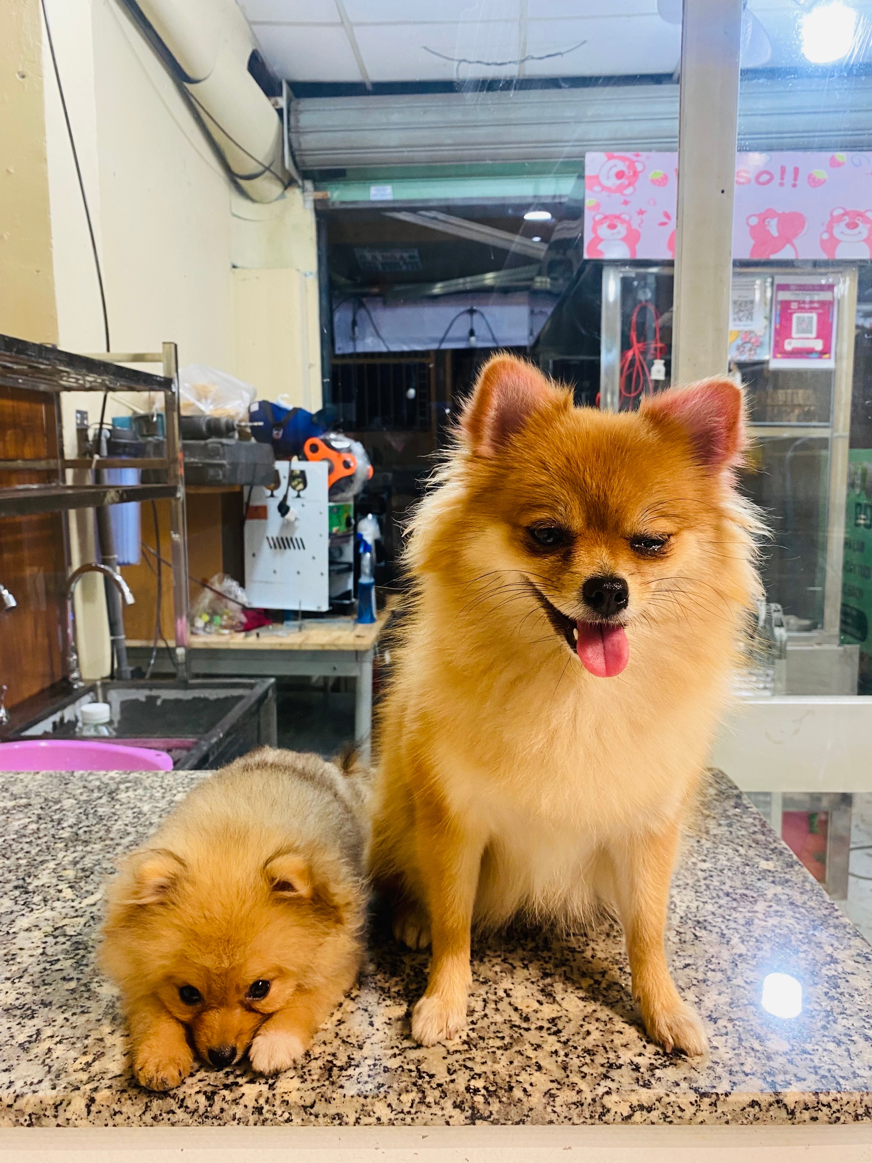 Hình ảnh Trà sữa Thái Xanh full topping 