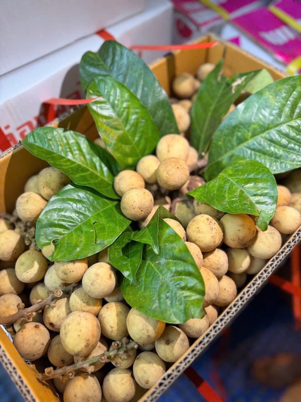 Hình ảnh 500gr Bòn Bon Thái ngọt ngon