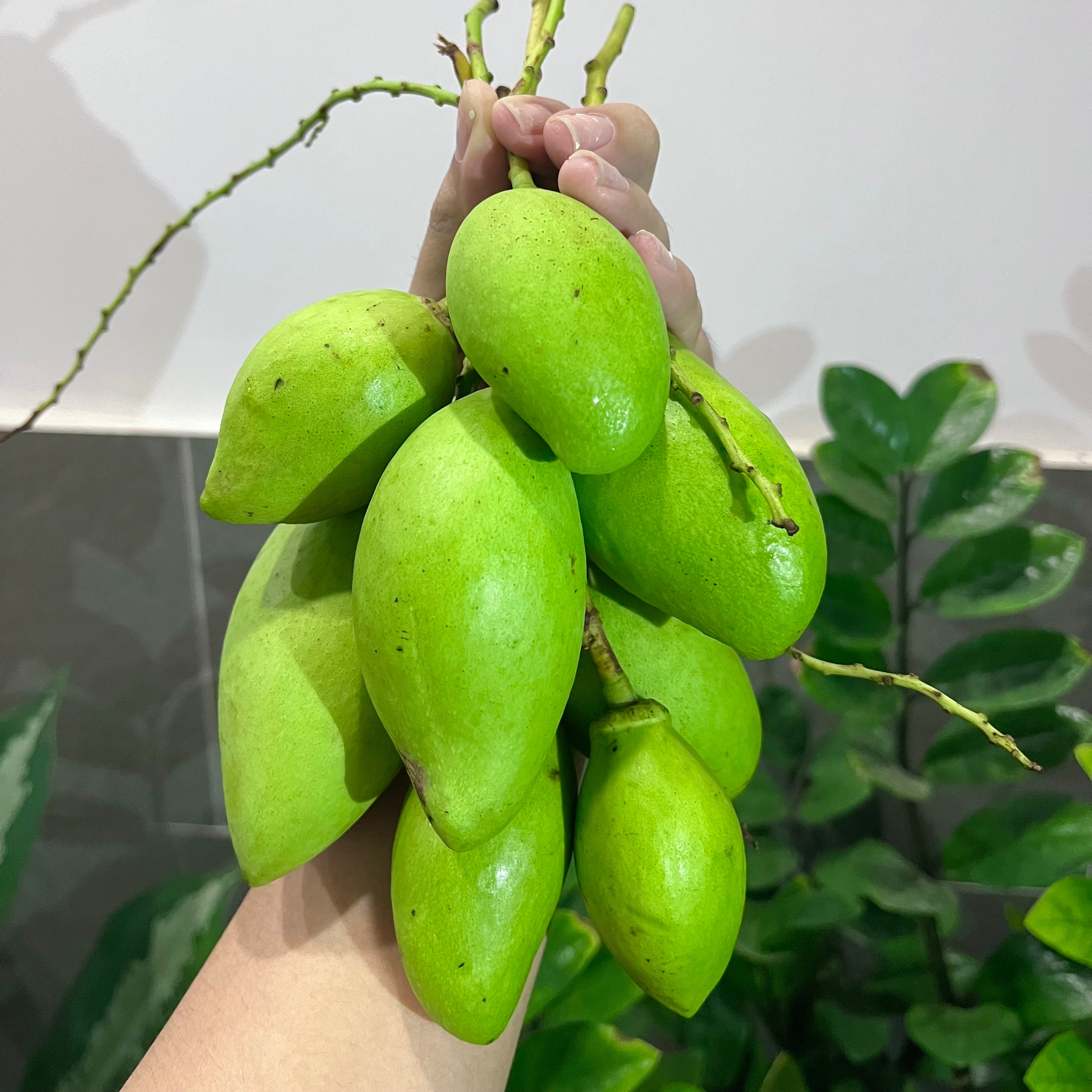 Hình ảnh Xoài Non 1kg