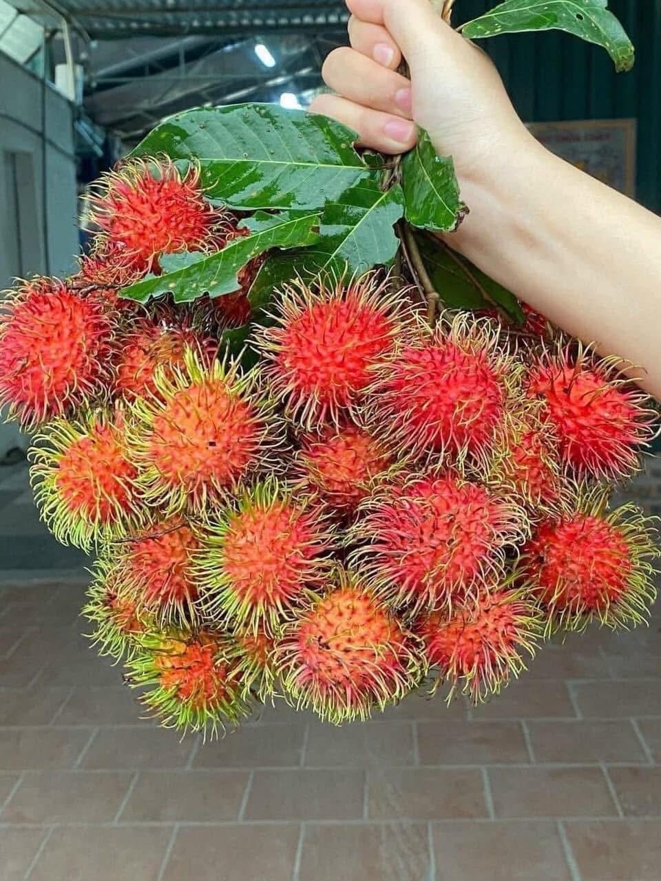 Hình ảnh 1Kg Chôm Chôm Thái Xịn