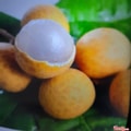 Hình ảnh Nhãn